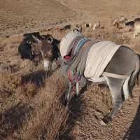 حیوانات مزرعه|حیوانات مزرعه|میمه, |دیوار