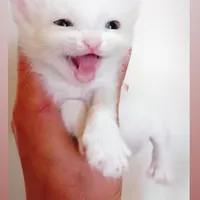 گربه پرشین نر و ماده