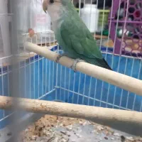 کوتوله برزیلی