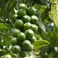 نهالستان ارقام متنوع پربار و دیرگل پالیز.|خدمات باغبانی و درختکاری|بافت, |دیوار