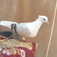 اا عدد کبوتر پشتی