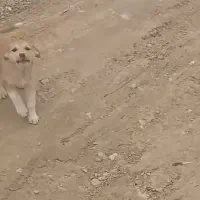 سگ‌‌‌زرد|سگ|آباده, |دیوار