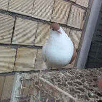 کبوتر رنگی|پرنده|شوشتر, |دیوار