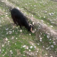 یک میش بره و۱ راس تیر بز لاغر