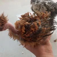 جوجه رنگی|حیوانات مزرعه|مشهد, پورسینا|دیوار