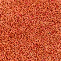 بذر گندم کوهدشت درجه یک|خدمات باغبانی و درختکاری|کلاله, |دیوار