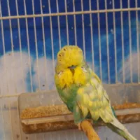 مرغ عشق انگلیسی گرید بالا