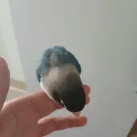 کوتوله برزیلی ماسکی نر|پرنده|قم, پردیسان|دیوار