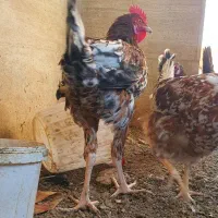 خروس|حیوانات مزرعه|ری, شهرک نظامی|دیوار