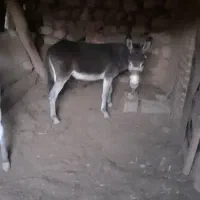 خر دو تا نر وماده