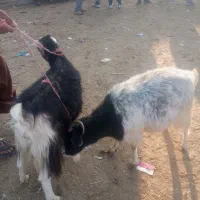 دوتا ماده بز چاق|حیوانات مزرعه|گنبد کاووس, |دیوار