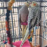 عروس هلندی رام و دستی