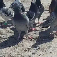 نر مگس گمشده