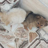 توله سگ آپارتمانی