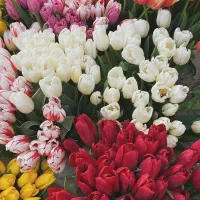 باغبان با سابقه 15سال کار در باغبانی