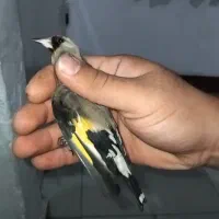 سهره نر دورگ فیروزکوه و کرمانی۲ عدد معاوضه|پرنده|کرج, دولتآباد|دیوار