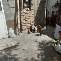 تخم مرغ