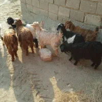 فروش بزغاله نر وماده