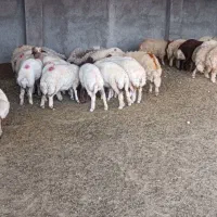 بره ماده داشتی