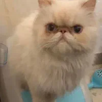 گربه پرشین اصیل