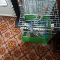 عروس هلندی|پرنده|تهران, انبار نفت|دیوار