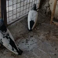 پرنده