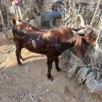 کهره نر|حیوانات مزرعه|سعدآباد, |دیوار