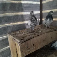 کفتر|پرنده|کبودرآهنگ, |دیوار