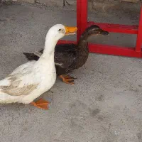 اردک جفت تخمگذار