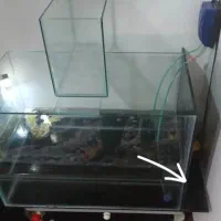اکواریوم