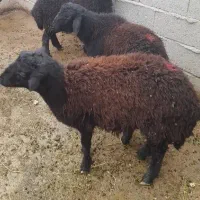 بره نرقیزل افشار مناسب نگهداری