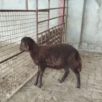 دو تا بره نره افشار هترو