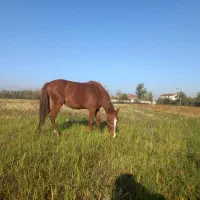 فروش فوری اسب جوان ارام سواری و باری هم هست