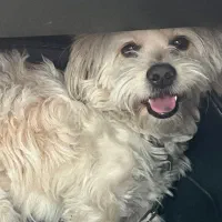 سگ گمشده به یابنده مژدگانی داده میشود