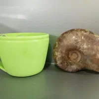 فسیل حلزون|کلکسیون اشیاء عتیقه|مشهد, سیلو|دیوار