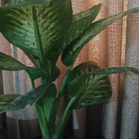 گلدان طبیعی زیبا و سالم