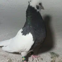 طوق سرکه ای،سینه سبز،سینه سیاه