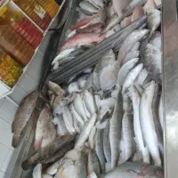 آن ماهی جنوب دریای|ماهی|یزد, |دیوار