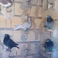 فروش کبوتر|پرنده|ابرکوه, |دیوار