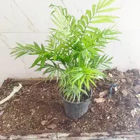 گل و گیاه شامادورا