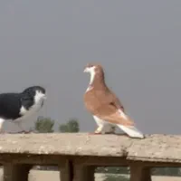 سیدی زرد|پرنده|شوشتر, |دیوار