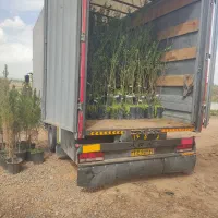 فروش انواع نهال گلدانی بادام