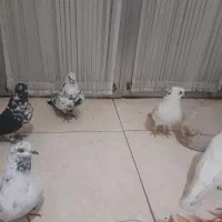 کفتر