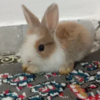 خرگوش خونگی|موش و خرگوش|حمیدیه, |دیوار