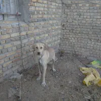 سگ سرابی اصیل|سگ|قیدار, |دیوار