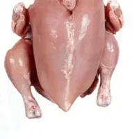 مرغ سبز ، مرغ گوشتی|حیوانات مزرعه|گوراب زرمیخ, |دیوار