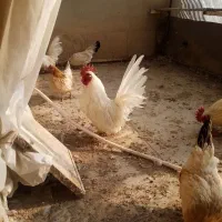 تخم مرغ نطفه دار جاپنیز|حیوانات مزرعه|خمینیشهر, |دیوار