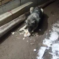 سگ گله|سگ|قره پشتلو, |دیوار