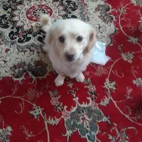 سگ بازی گوش بامزه