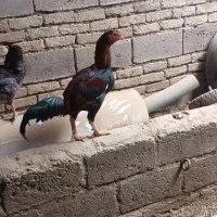 خروس لاری|پرنده|لیلان, |دیوار